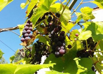 Top Holiday Homes and Bed and Breakfasts