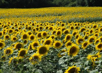 Top Vakantiehuizen | Bed and Breakfasts