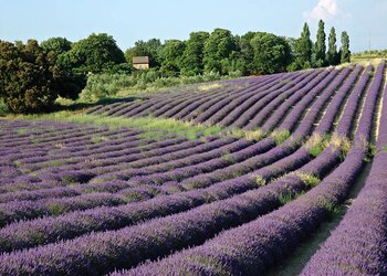 Top Vakantiehuizen | Bed and Breakfasts