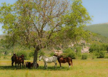 Top Vakantiehuizen | Bed and Breakfasts