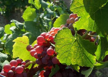 Top Vakantiehuizen | Bed and Breakfasts