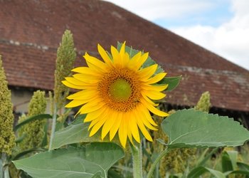 Top Vakantiehuizen | Bed and Breakfasts